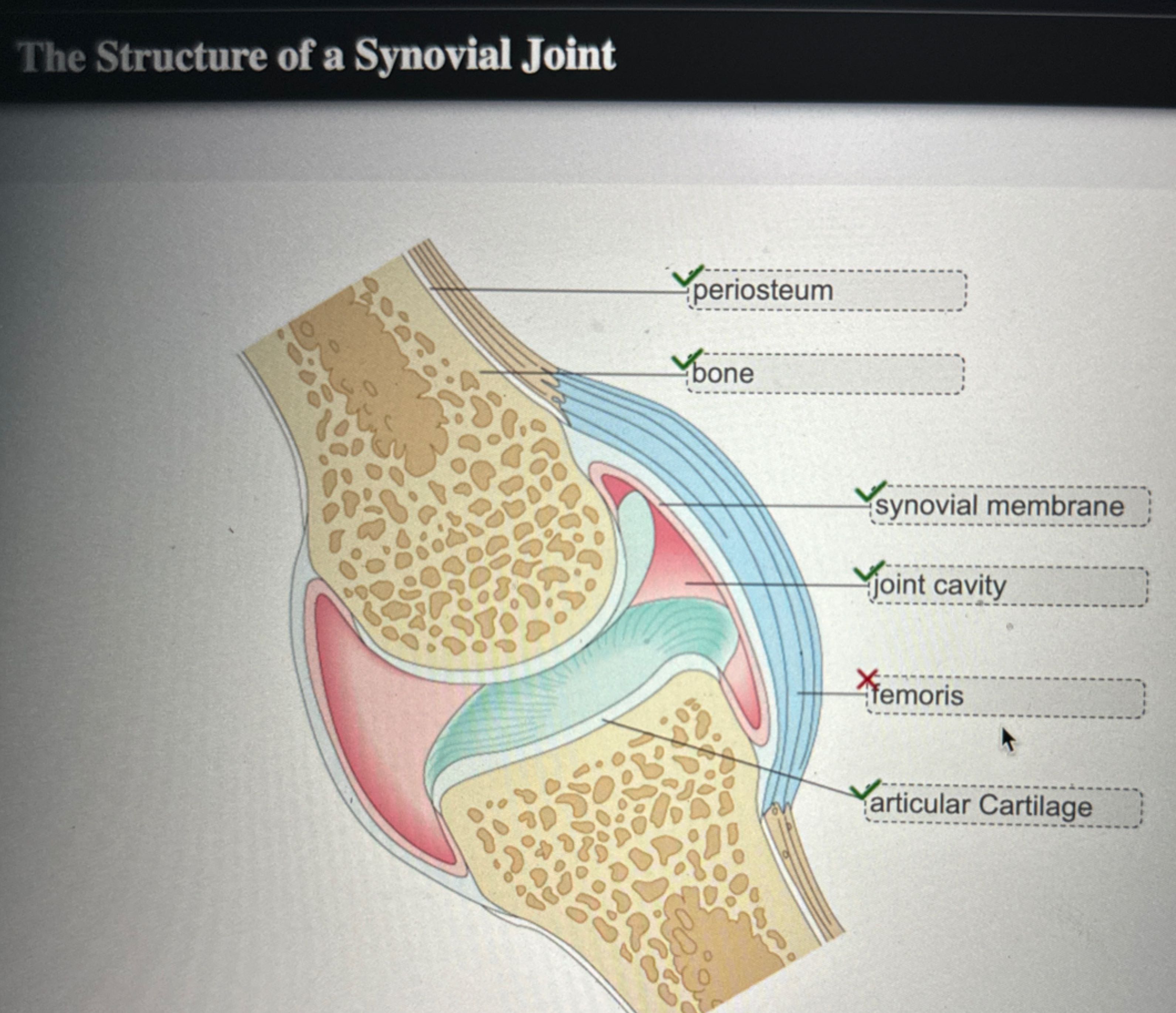 Synovial Joint Expert? Prove It! (Drag & Drop) - tpi19yr